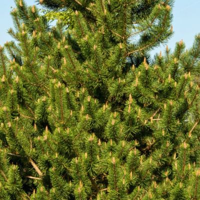 Сосна горная крючковатая Сосна горная крючковатая - Dolina-Sad.Ru