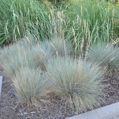 Овсец вечнозеленый , P9 Овсец вечнозеленый , P9 фото