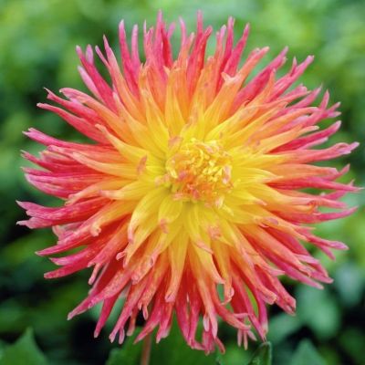 Георгина Фринджет Стар Георгина Фринджет Стар фото