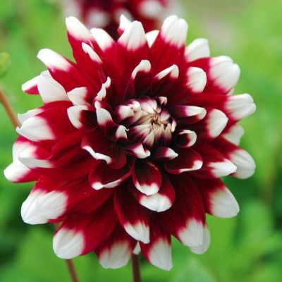 Георгина Дуэт Георгина Дуэт - Dolina-Sad.Ru