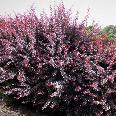 Барбарис тунберга Дип Пурпл Барбарис тунберга Дип Пурпл - Dolina-Sad.Ru