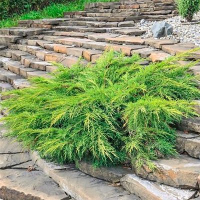 Можжевельник средний Голдкиссен, С3 Можжевельник средний Голдкиссен, С3 - Dolina-Sad.Ru