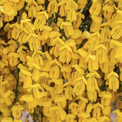 Ракитник Голден Санлайт Ракитник Голден Санлайт - Dolina-Sad.Ru