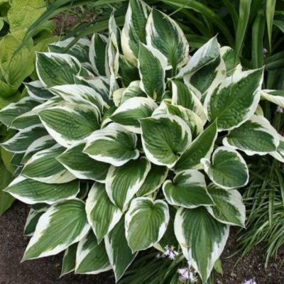 Хоста Форчуна Патриот Хоста Форчуна Патриот фото