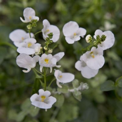 Диасция Дивара Вайт - Dolina-Sad.Ru