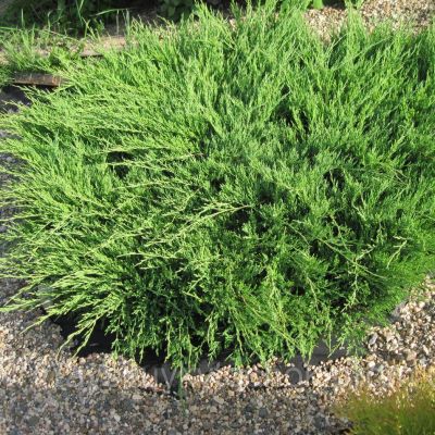 Можжевельник Горизонтальный Андорра, C3 Можжевельник Горизонтальный Андорра, C3 - Dolina-Sad.Ru