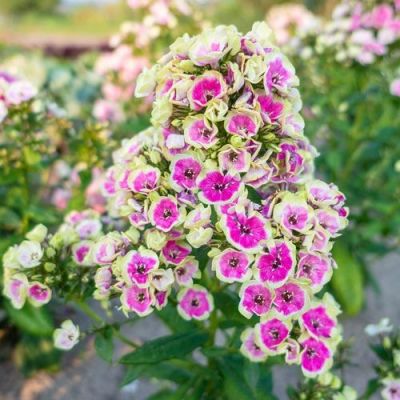 Флокс метельчатый Орхид Йеллоу Флокс метельчатый Орхид Йеллоу - Dolina-Sad.Ru