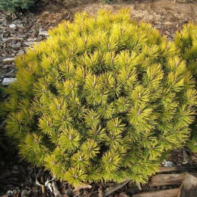 Сосна Горная Офир Сосна Горная Офир фото