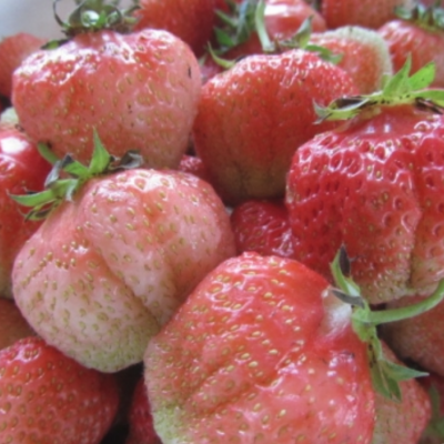 Клубника Финская розовая Клубника Финская розовая - Dolina-Sad.Ru