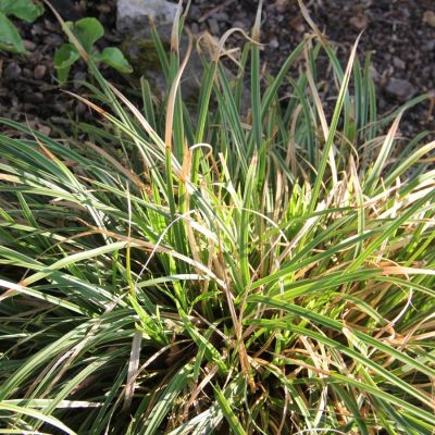 Осока Морроу - Dolina-Sad.Ru