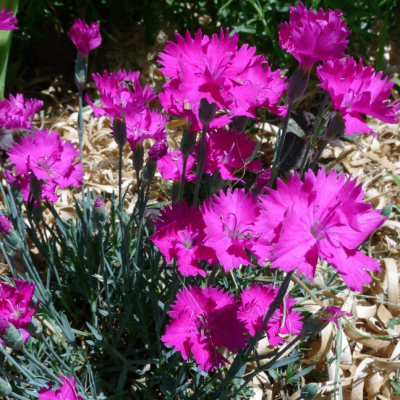 Гвоздика Претти Бекки , C2 Гвоздика Претти Бекки , C2 фото