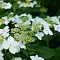 Гортензия крупнолистная Ланарт Уайт, С2 - Dolina-Sad.Ru