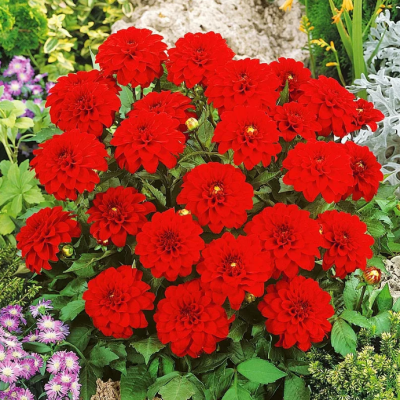 Георгина Галлери Ривьера Георгина Галлери Ривьера фото