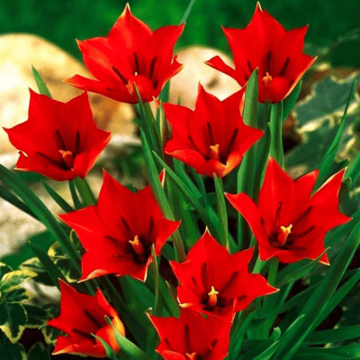 Тюльпан Ред Хантер Тюльпан Ред Хантер фото