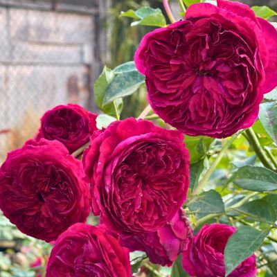 Роза Уильям Шекспир - Dolina-Sad.Ru