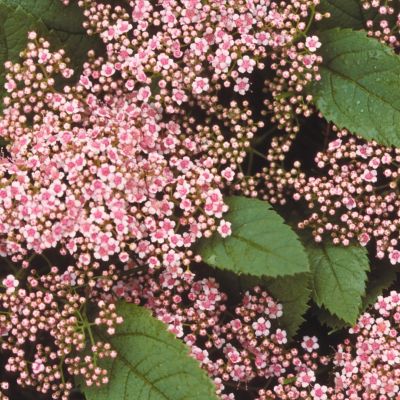 Спирея Фришиана Пинк Парасолс Спирея Фришиана Пинк Парасолс - Dolina-Sad.Ru