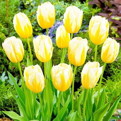 Тюльпан Фламинг Кокет Тюльпан Фламинг Кокет фото