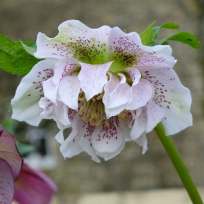 Морозник Дабл Вайт Спот Морозник Дабл Вайт Спот - Dolina-Sad.Ru