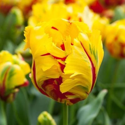 Тюльпан Ла Куртин Пэррот Тюльпан Ла Куртин Пэррот фото