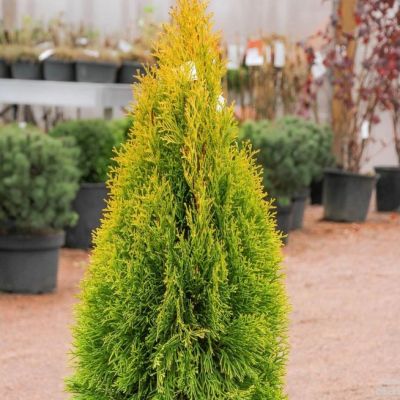 Туя Западная Голден Смарагд, С2 - Dolina-Sad.Ru