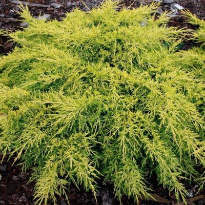 Можжевельник средний Кинг Оф Спринг, С3 Можжевельник средний Кинг Оф Спринг, С3 - Dolina-Sad.Ru