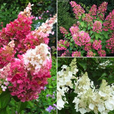 Комплект метельчатых гортензий Маргарита Комплект метельчатых гортензий Маргарита - Dolina-Sad.Ru
