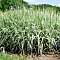 Фалярис тростниковый Фессей фото