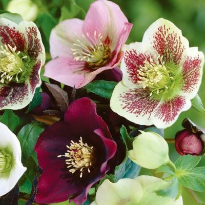 Набор Морозников - 3 шт. фото