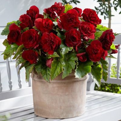 Бегония Махровая Ред Бегония Махровая Ред фото