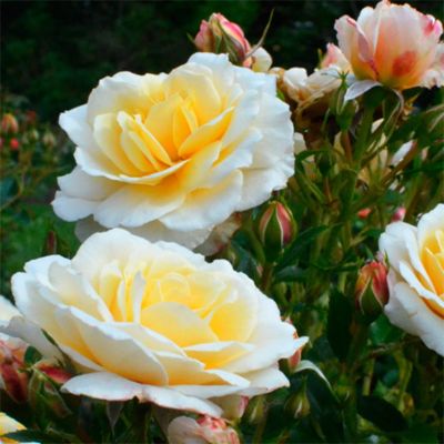 Роза Царина Роза Царина - Dolina-Sad.Ru