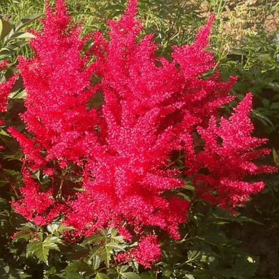 Астильба Арендса Глют , C2 Астильба Арендса Глют , C2 фото