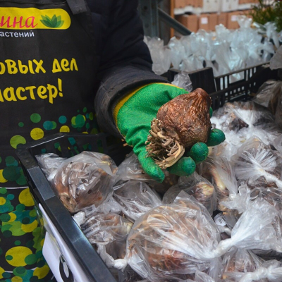 Амариллис Олаф Амариллис Олаф - Dolina-Sad.Ru