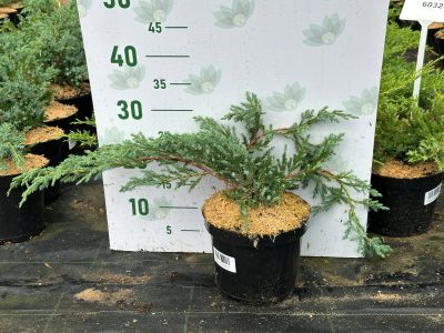 Можжевельник чешуйчатый Блю Карпет, С3 Можжевельник чешуйчатый Блю Карпет, С3 - Dolina-Sad.Ru