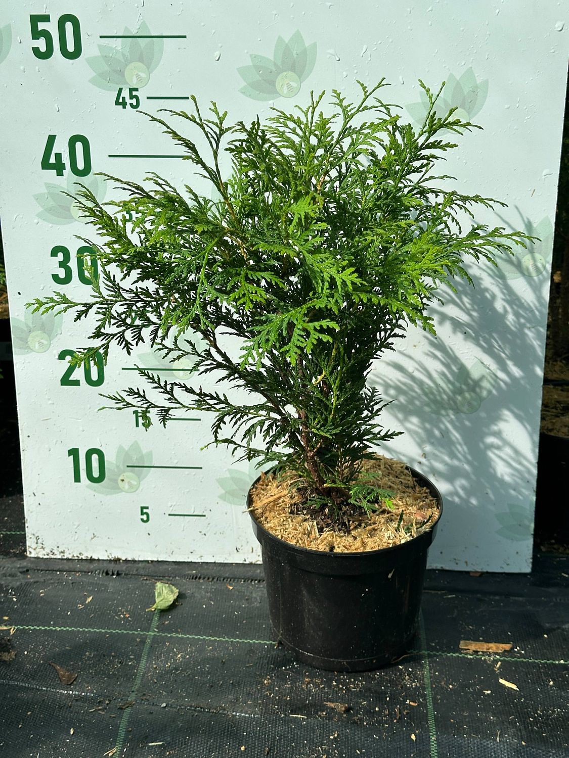 Туя западная Литл Чемпион, С2 - Dolina-Sad.Ru