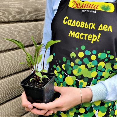 Эхинацея пурпурная Магнус Эхинацея пурпурная Магнус фото