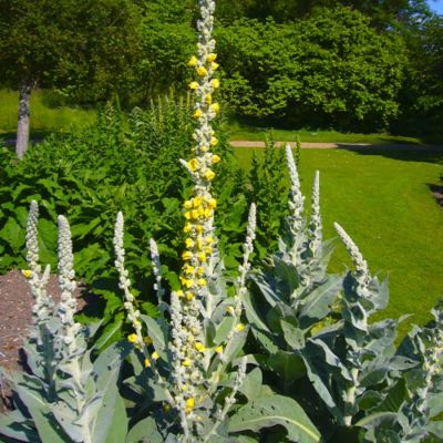 Коровяк Денисфлорум - Dolina-Sad.Ru