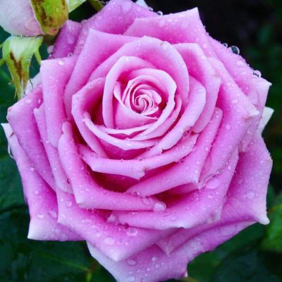 Роза Фосфор Роза Фосфор - Dolina-Sad.Ru