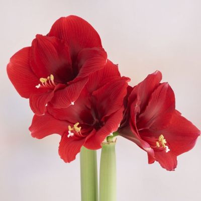 Амариллис Олаф Амариллис Олаф - Dolina-Sad.Ru