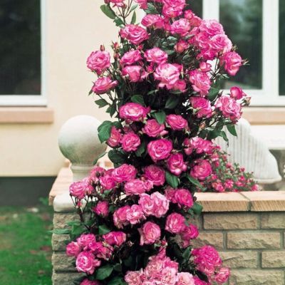 Роза Хендель - Dolina-Sad.Ru