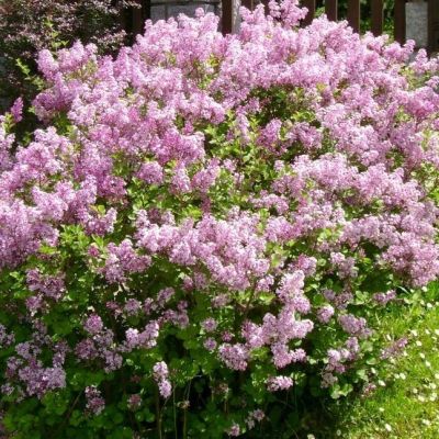 Сирень Мейера Палибин куст Сирень Мейера Палибин куст фото