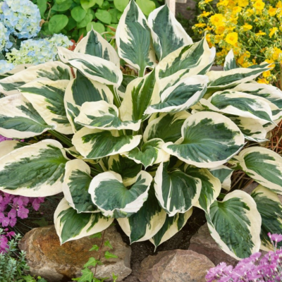 Хоста Форчуна Патриот Хоста Форчуна Патриот фото