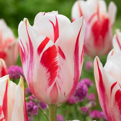 Тюльпан Сорбет Тюльпан Сорбет - Dolina-Sad.Ru