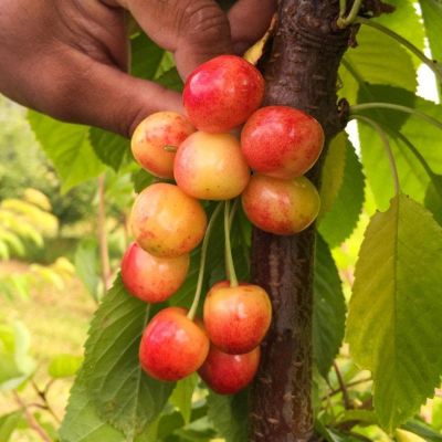 Черешня Наслаждение Черешня Наслаждение фото