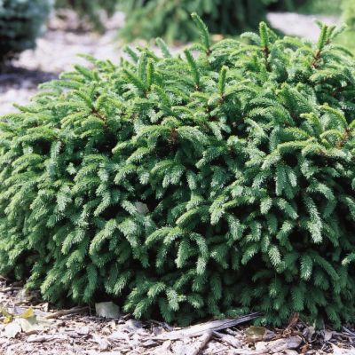 Ель обыкновенная Пумила Ель обыкновенная Пумила фото