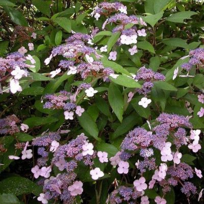 Гортензия шершавая Хот Чоколэйт Гортензия шершавая Хот Чоколэйт фото