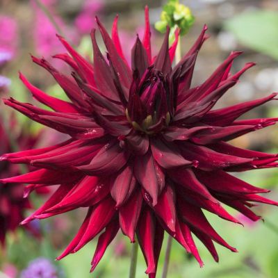 Георгина Блэк Нарциссус Георгина Блэк Нарциссус - Dolina-Sad.Ru