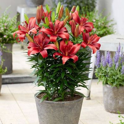 Лилия Салинеро - Dolina-Sad.Ru