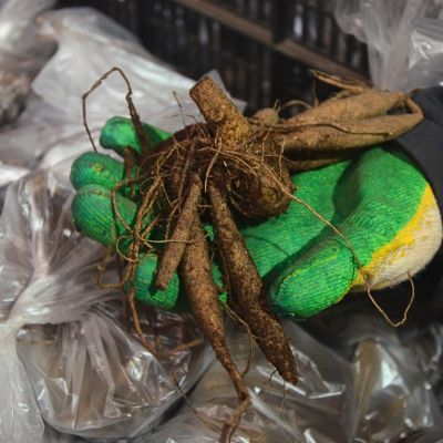 Георгина Галлери Ривьера Георгина Галлери Ривьера фото