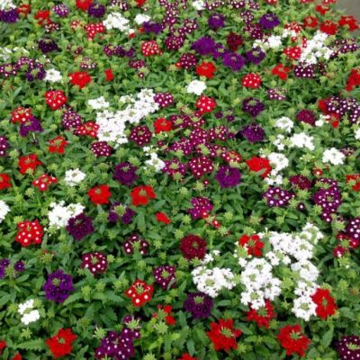 Вербена Гибридная Мамунт Микс Вербена Гибридная Мамунт Микс фото