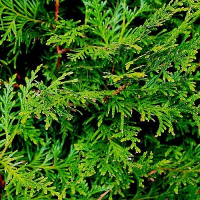 Туя складчатая Атровиренс Туя складчатая Атровиренс - Dolina-Sad.Ru